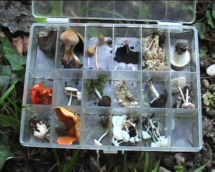 Winkel ( FRA ) 28.08.2004   2 Serie